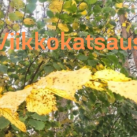 Viikkokatsaus