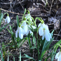 springtime